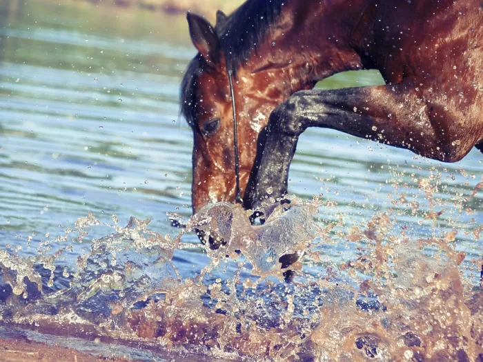 Framed Print : Portrait of splashing bay horse Framed Print : Portrait of splashing bay horse