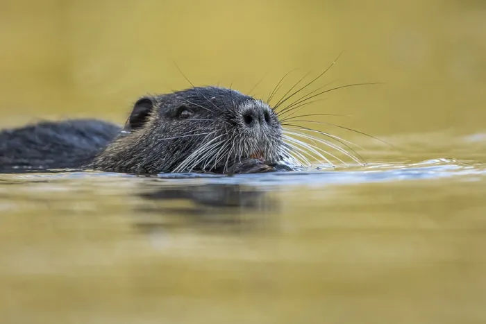 Framed Print : Portrait of a swimming nutria (Myocastor coypus)