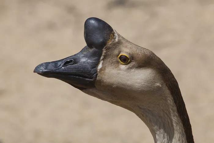 Framed Print : Portrait of typical brown Chinese Goose also known as Swan Goose in the farm