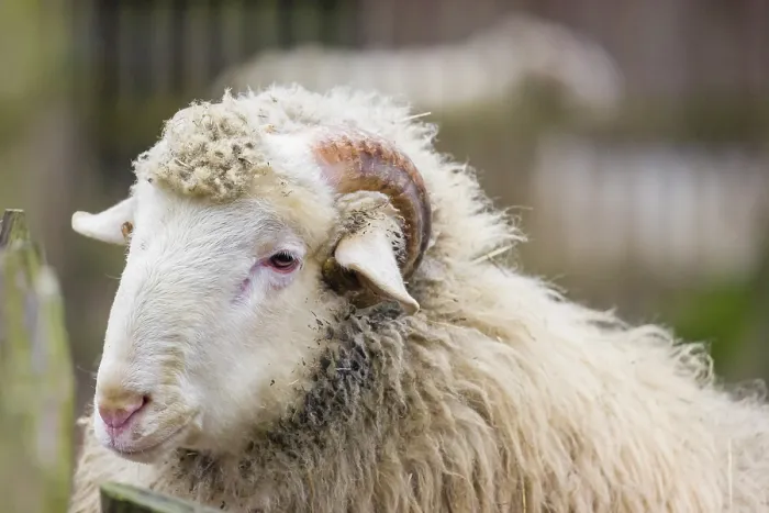 Framed Print : Portrait of a Waldschaf ram, Ovis gmelini aries Framed Print : Portrait of a Waldschaf ram, Ovis gmelini aries