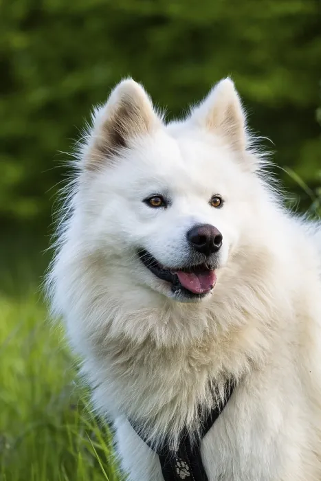Framed Print : Portrait of a white Samoyed dog Framed Print : Portrait of a white Samoyed dog