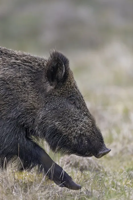 Framed Print : Portrait of a wild boar (Sus scrofa), Denmark Framed Print : Portrait of a wild boar (Sus scrofa), Denmark