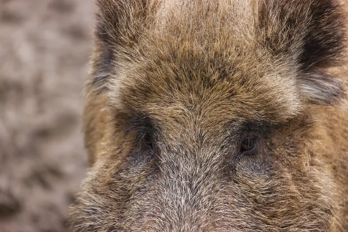 Framed Print : Portrait of a wild boar or wild pig (Sus scrofa)