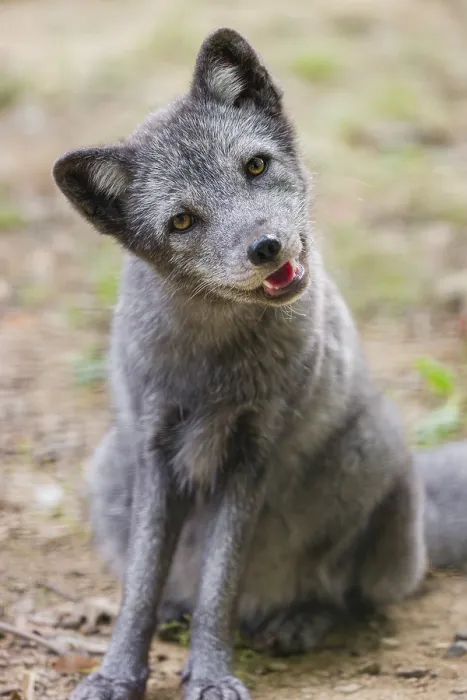Framed Print : Portrait of a young arctic fox (Vulpes lagopus)
