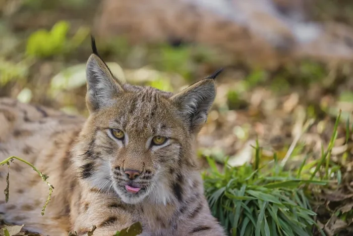 Framed Print : Portrait of a young Eurasian lynx (Lynx lynx) lying on the forest floor