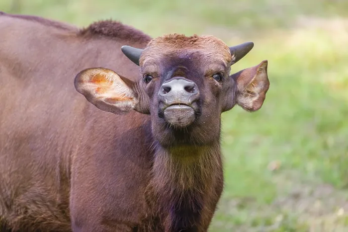 Framed Print : Portrait of a young female Gaur (Bos gaurus gaurus) on a green meadow