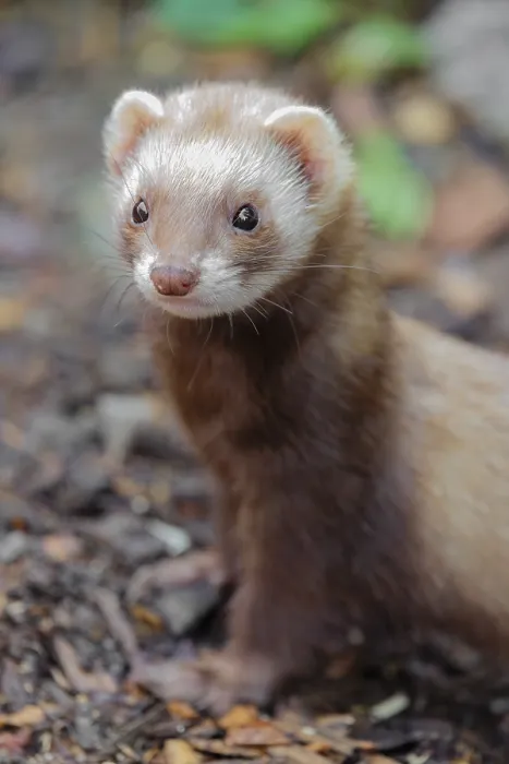 Framed Print : Portrait of a young ferret (Mustela putorius furo)