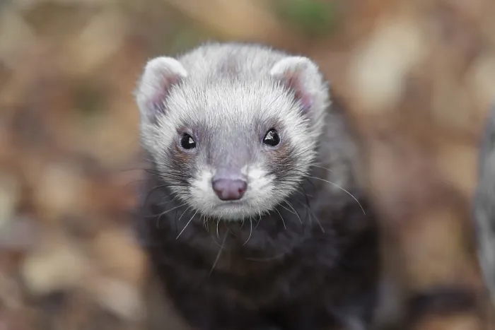 Framed Print : Portrait of a young ferret (Mustela putorius furo)