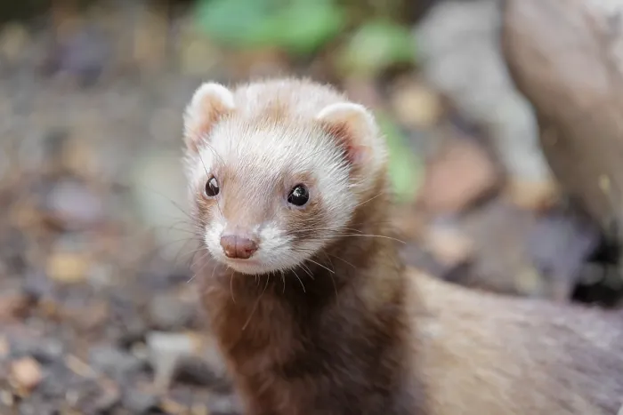Framed Print : Portrait of a young ferret (Mustela putorius furo)
