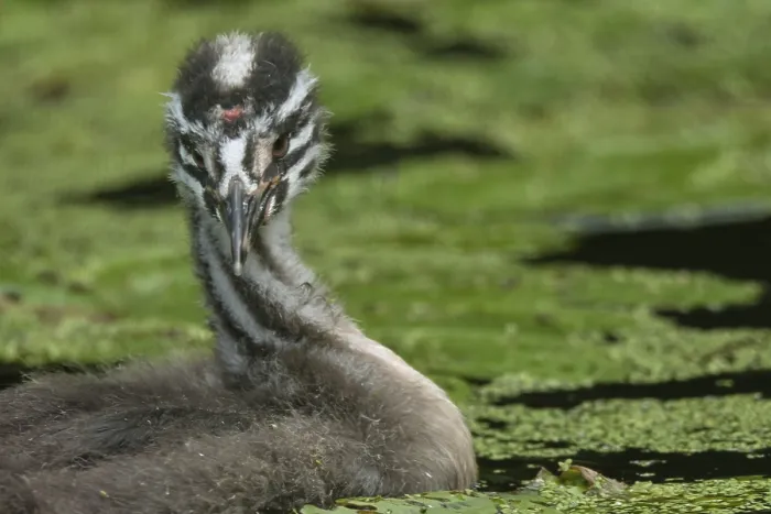 Framed Print : Portrait of a young great crested grebe (Podiceps Scalloped ribbonfish)