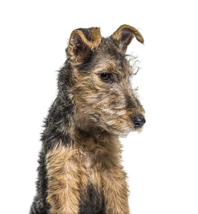 Framed Print : Portrait of a Young Grizzle and tan Lakeland Terrier dog sitting Framed Print : Portrait of a Young Grizzle and tan Lakeland Terrier dog sitting