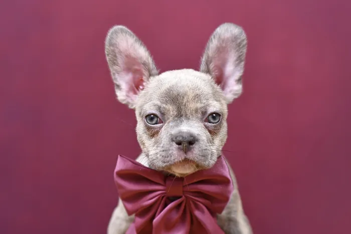 Framed Print : Portrait of young Lilac Brindle French Bulldog dog puppy with burgundy ribbon in front of studio background