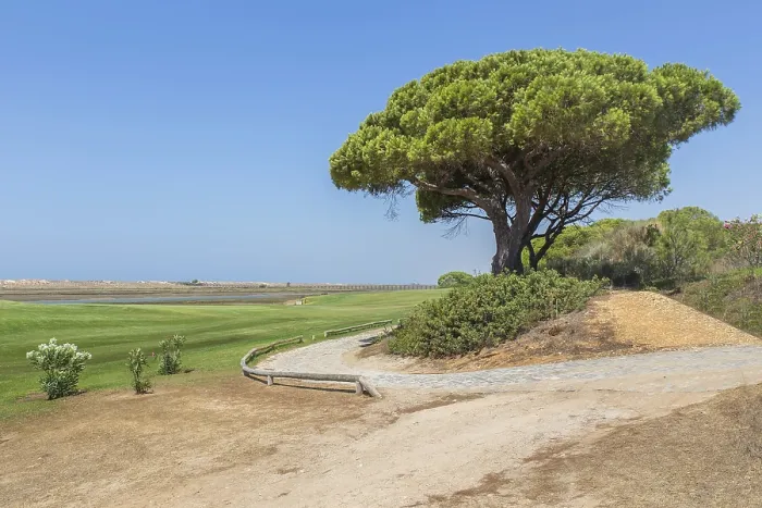 Framed Print : Portuguese landscape at coast with pine tree Framed Print : Portuguese landscape at coast with pine tree