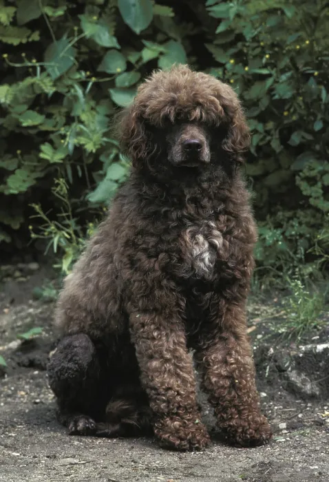 Framed Print : Portuguese Water Dog sitting