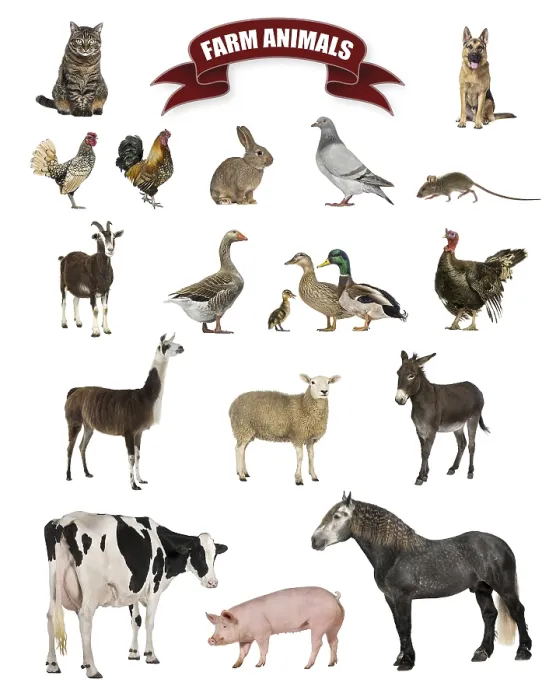 Framed Print : Poster of farm animals including a horse