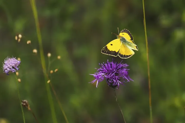 Framed Print : Postillon, also dark clouded yellow (Colias croceus) Framed Print : Postillon, also dark clouded yellow (Colias croceus)