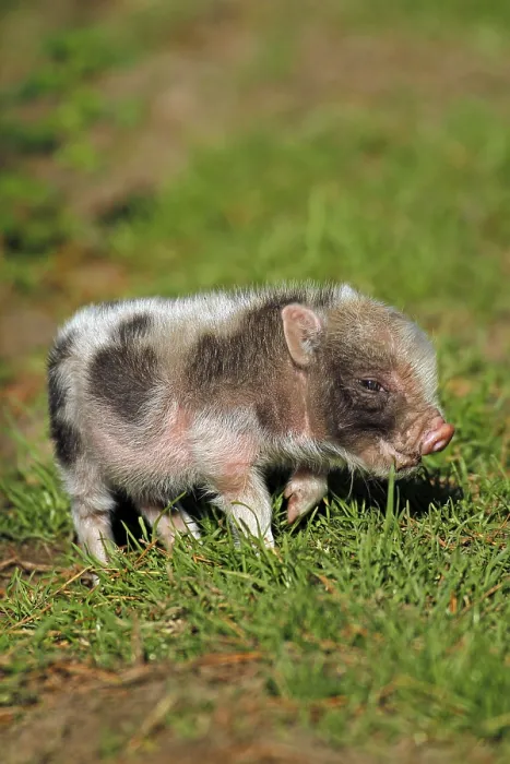 Framed Print : Pot-bellied pig (Sus scrofa domesticus) Framed Print : Pot-bellied pig (Sus scrofa domesticus)