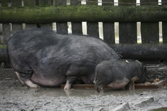 Framed Print : Pot-bellied pigs at the feeding trough