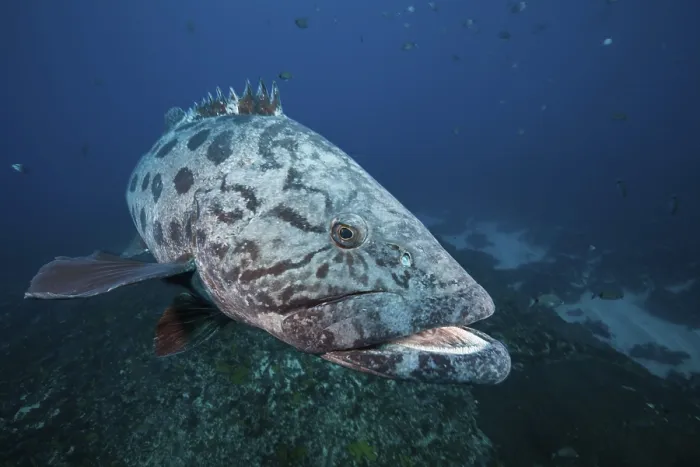 Framed Print : Potato Grouper (Epinephelus tukula)