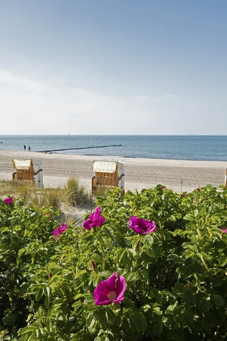 Framed Print : Potato rose, beach chairs, beach