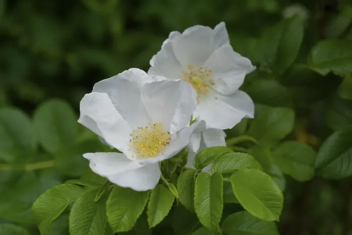 Framed Print : Potato rose (Rosa rugosa), wild rose Framed Print : Potato rose (Rosa rugosa), wild rose