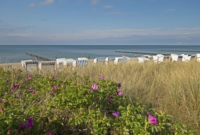 Framed Print : Potato roses, beach chairs, Baltic Sea