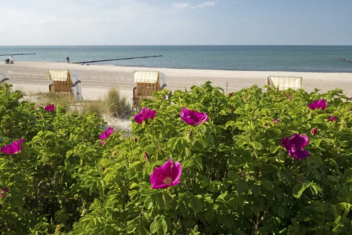 Framed Print : Potato roses, beach chairs, beach
