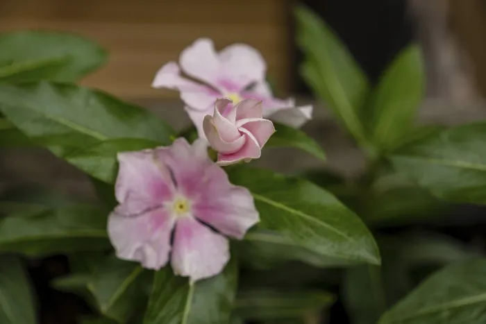 Framed Print : Potted plant (Catharanthus roseus)
