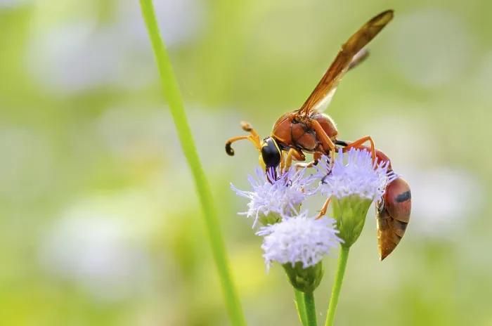 Framed Print : Potter Wasp or Eumenes latreilli