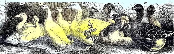 Framed Print : Poultry, Aylesbury Duck, Peking Duck