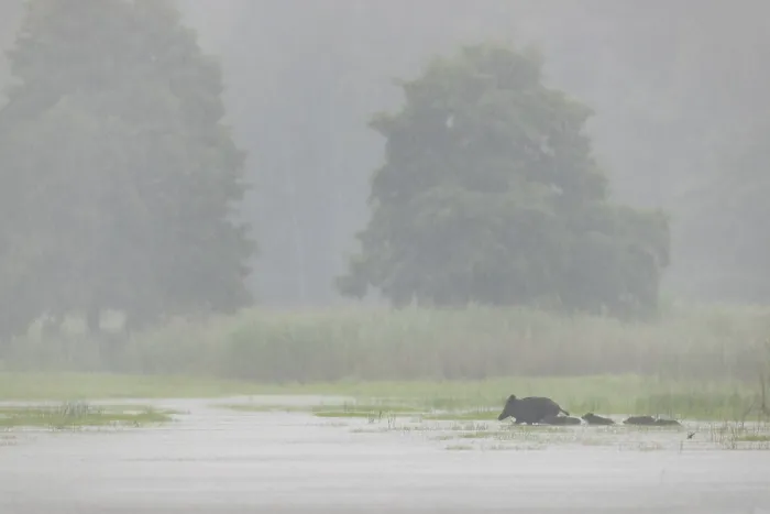 Framed Print : In the pouring rain, a wild boar (Sus scrofa) crosses a pond with its young