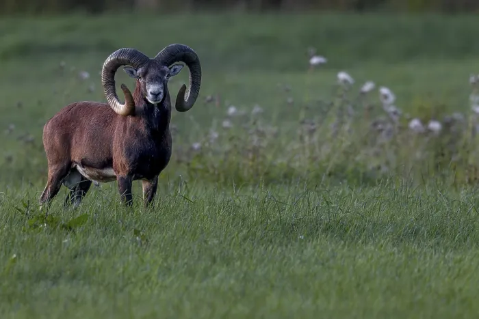 Framed Print : A powerful mouflon ram (Ovis gmelini) at dusk Framed Print : A powerful mouflon ram (Ovis gmelini) at dusk