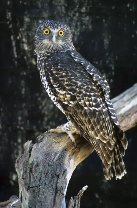 Framed Print : Powerful Owl (Ninox strenua)