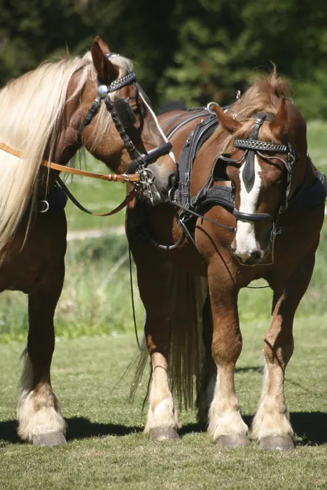 Framed Print : Powerhouses in harnesses