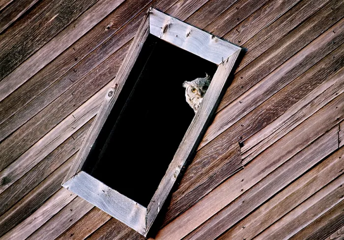 Framed Print : Prairie Barn Saskatchewan summer Owl in Window