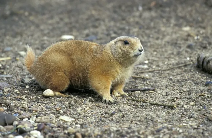 Framed Print : Prairie dog