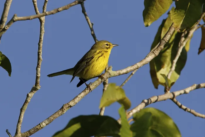 Framed Print : Prairie Warbler (Dendroica discolor)