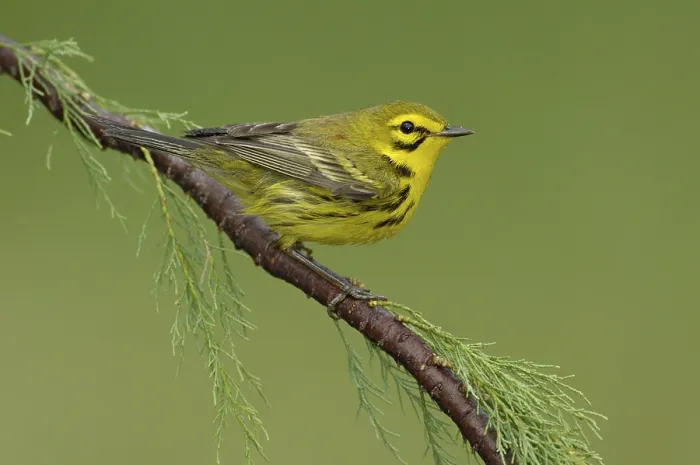Framed Print : Prairie Warbler (Setophaga discolor)
