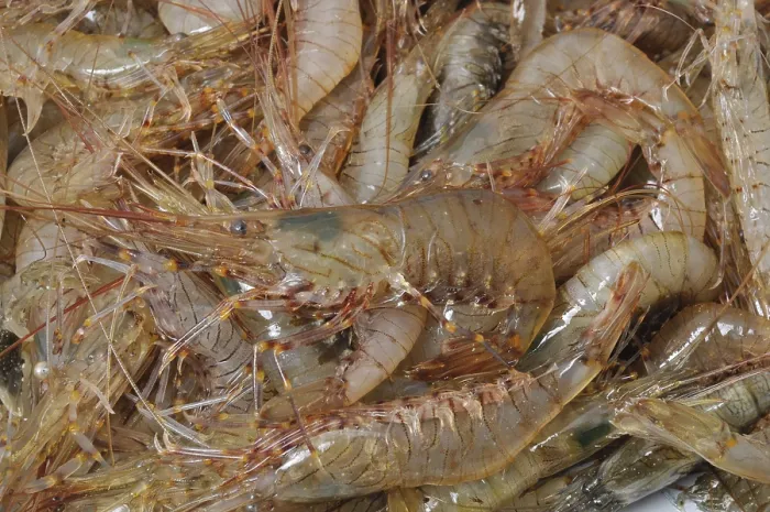 Framed Print : Prawn Shrimp Framed Print : Prawn Shrimp