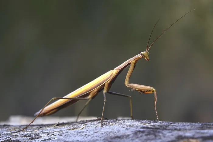 Framed Print : Praying mantis, August, Saxony, Germany
