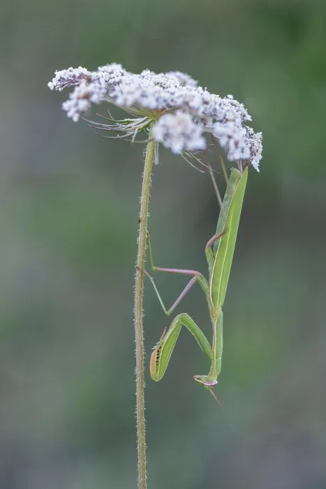 Framed Print : Praying mantis, Dalmatia (Mantis religiosa) Framed Print : Praying mantis, Dalmatia (Mantis religiosa)