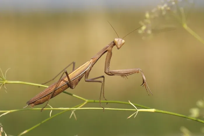 Framed Print : Praying Mantis (Mantis religiosa) Framed Print : Praying Mantis (Mantis religiosa)
