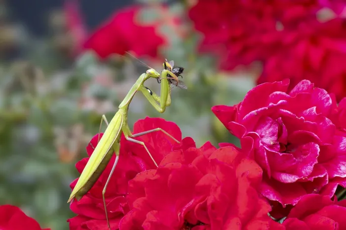 Framed Print : Praying mantis (Mantis religiosa) Framed Print : Praying mantis (Mantis religiosa)