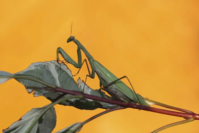 Framed Print : Praying mantis (Mantis religiosa), Hungary, Europe