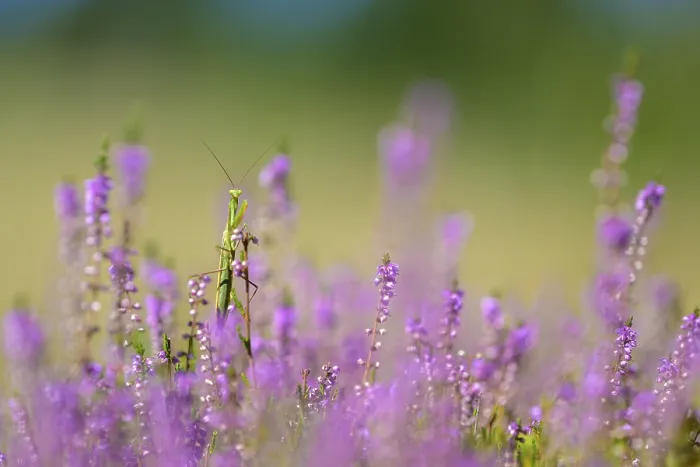 Framed Print : Praying mantis (Mantis religiosa) sitting amidst purple flowers on a green meadow under bright sky