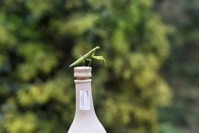 Framed Print : Praying mantis (Mantis religiosa) sitting on cork