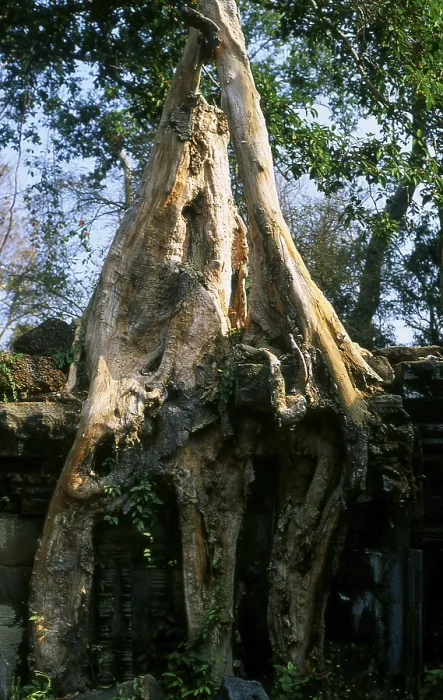 Framed Print : Preah Khan (Temple of the Sacred Sword) was built in the late 12th century (1191)
