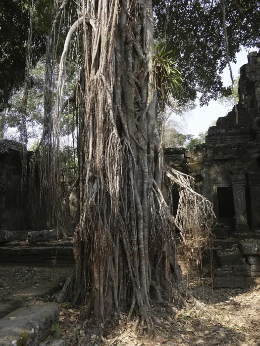 Framed Print : Preah Khan Temple, Siem Reap Province