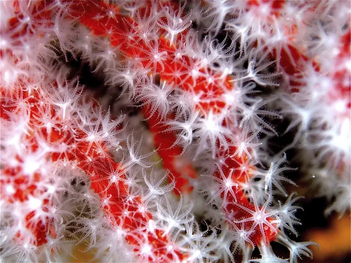 Framed Print : Precious coral (Corallium rubrum)