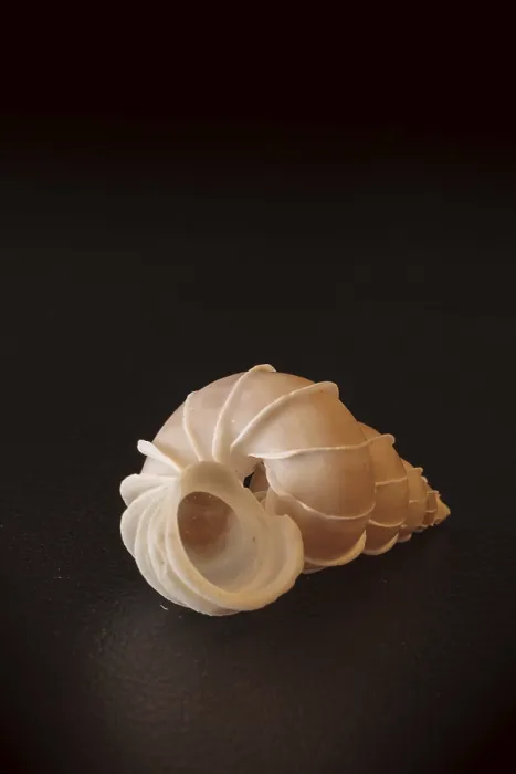 Framed Print : Precious wentletrap Epitonium scalare seashell On a black wood background Framed Print : Precious wentletrap Epitonium scalare seashell On a black wood background